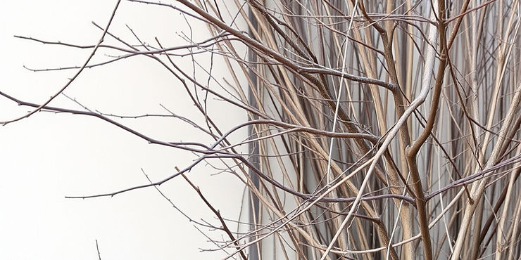 Natural Screen with Branches